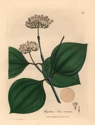 Nuez venenosa de flores blancas, Strychnos nux vomica, de una ilustración botánica de James Sowerby de William Woodville y "Medical Botany" de Sir William Jackson Hooker 1832 (grabado en placa de cobre coloreada a mano)