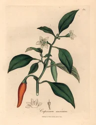 Pimienta de guinea escarlata de flores blancas, Capsicum annuum , de una ilustración botánica de James Sowerby de William Woodville y "Medical Botany" de Sir William Jackson Hooker 1832 (grabado en placa de cobre coloreada a mano)