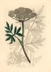 Cicuta de agua de flores blancas, Cicuta virosa, de una ilustración botánica de James Sowerby de William Woodville y "Medical Botany" de Sir William Jackson Hooker 1832 (grabado en placa de cobre coloreada a mano)