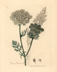 Planta de zanahoria silvestre de flores blancas, Daucus carota, de una ilustración botánica de James Sowerby de William Woodville y "Medical Botany" de Sir William Jackson Hooker 1832 (grabado en placa de cobre coloreada a mano)