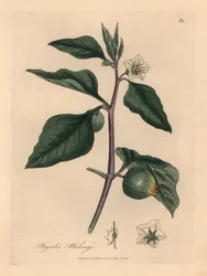 Cereza de invierno de flores blancas, Physalis alkekengi, de una ilustración botánica de James Sowerby de "Medical Botany" de William Woodville y Sir William Jackson Hooker 1832 (grabado en placa de cobre coloreada a mano)
