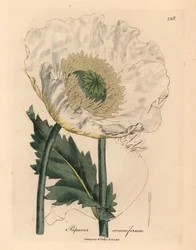Amapola blanca, Papaver somniferum, de una ilustración botánica de James Sowerby de "Medical Botany" de William Woodville y Sir William Jackson Hooker, 1832 (grabado en placa de cobre coloreada a mano)