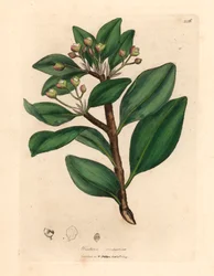 Árbol de corteza de invierno, Wintera aromatica, Drimys winteri, de una ilustración botánica de James Sowerby de William Woodville y "Medical Botany" de Sir William Jackson Hooker 1832 (grabado en placa de cobre coloreada a mano)
