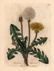 Diente de león común de flores amarillas, Leontodon taraxacum, de una ilustración botánica de James Sowerby de "Medical Botany" de William Woodville y Sir William Jackson Hooker 1832 (grabado en placa de cobre coloreada a mano)