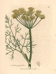 Eneldo de flores amarillas, Anethum graveolens, de una ilustración botánica de James Sowerby de "Medical Botany" de William Woodville y Sir William Jackson Hooker, 1832 (grabado en placa de cobre coloreada a mano)