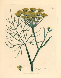 Hinojo de flores amarillas, Anethum foeniculum, de una ilustración botánica de James Sowerby de "Medical Botany" de William Woodville y Sir William Jackson Hooker, 1832 (grabado en placa de cobre coloreada a mano)