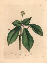 Planta de ginseng de flores amarillas, Panax quinquefolium, de una ilustración botánica de James Sowerby de "Medical Botany" de William Woodville y Sir William Jackson Hooker 1832 (grabado en placa de cobre coloreada a mano)