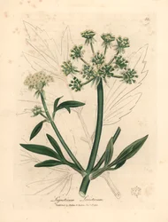 Lovage de flores amarillas, Ligusticum levisticum, de una ilustración botánica de James Sowerby de "Medical Botany" de William Woodville y Sir William Jackson Hooker 1832 (grabado en placa de cobre coloreada a mano)