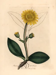 Árnica de montaña de flores amarillas, Arnica montana, de una ilustración botánica de James Sowerby de "Medical Botany" de William Woodville y Sir William Jackson Hooker 1832 (grabado en placa de cobre coloreada a mano)