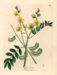 Senna de flores amarillas o cassia egipcia con vainas de semillas, Cassia senna, de una ilustración botánica de James Sowerby de William Woodville y "Medical Botany" de Sir William Jackson Hooker 1832 (grabado en placa de cobre coloreada a mano)