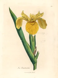 Bandera de agua amarilla, Iris pseudocorus, de una ilustración botánica de James Sowerby de "Medical Botany" de William Woodville y Sir William Jackson Hooker 1832 (grabado en placa de cobre coloreada a mano)