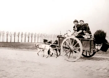Perros tirando de mujeres en un carro, Amberes, 1898