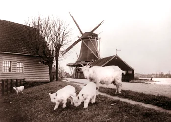 Cabras, Laandam, Países Bajos