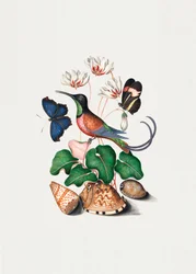 Colibrí