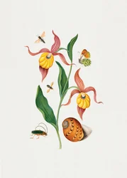 Zapatilla de dama «Orchid»