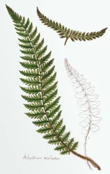 "Polipodium aculeatum", ahora Polystichum achuleatum, un helecho común de bosques húmedos en las Islas Británicas, de "Filices Brittanicae; una Historia de los Helechos Propios Británicos", 1785
