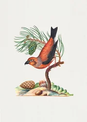Pico rojo