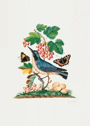 Curruca subalpina