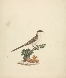 Cuco abeja
