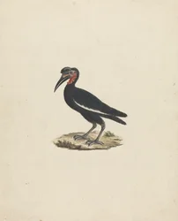 Bocorvus abyssinicus (Cálao de Abisinia)