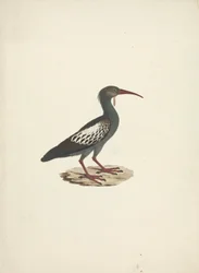 Bostrychia carunculata (Ibis carunculado)