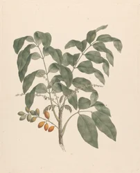 Brucea antidysenterica J. Miller (Árbol de James Bruce): dibujo terminado con el tallo de los frutos añadido