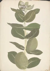 Calotropis procera (Ait.) Ait. f. (Manzano de Sodoma, Árbol auricular): dibujo acabado de planta con flores y frutos