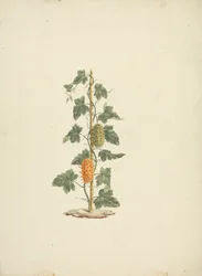 Cucumis metuliferus Naud (Pepino silvestre): dibujo terminado