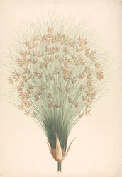 Cyperus papyrus L. (juncia del papiro): dibujo acabado de la inflorescencia