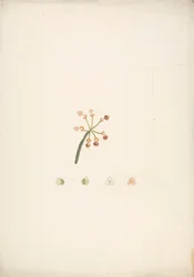 Euphorbia nubica N.E. Br. (tártago de Nubia): dibujo acabado de los brotes floríferos y fructíferos, con detalles de las disecciones florales