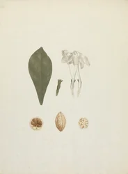 Gardenia ternifolia Schum.& Thonn. (Jovis-Tonantis): dibujo acabado con detalle adicional del fruto