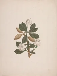 Gardenia ternifolia Schum.& Thonn. (Gardenia silvestre): dibujo acabado