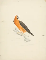 Gypaetus barbatus (Quebrantahuesos)