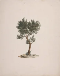 Juniperus procera Endl. (Cedro africano): dibujo acabado del porte de los árboles