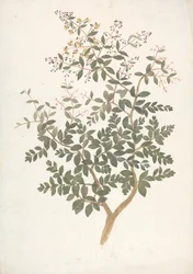 Lawsonia inermis L. (Henna): dibujo acabado de un brote frondoso en flor