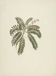 Millettia ferruginea (Hochst) Baker: dibujo terminado