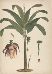 Musa x sapientum L. (Banana): dibujo acabado con detalles de la inflorescencia