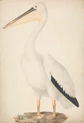 Pelecanus onocrotalus (pelícano blanco)
