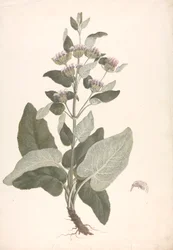 Phlomis herba-venti L. : dibujo acabado