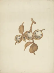 Sterculia africana (Lour.) Fiori: dibujo acabado de tallo con vainas de semillas, algunas abiertas mostrando semillas