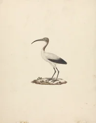 Threkiornis aethiopicus (Ibis sagrado africano)