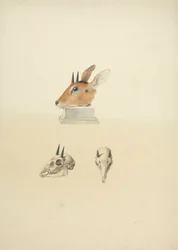 Madoqua (Dik-dik) no identificado: estudio de la cabeza y el cráneo