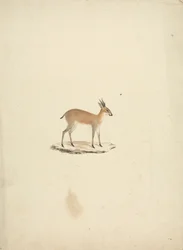 Madogua no identificada (Dik-dik)