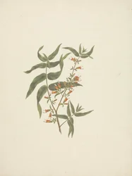 Woodfordia uniflora (A. Rich.) Koehne: dibujo acabado de brote floral
