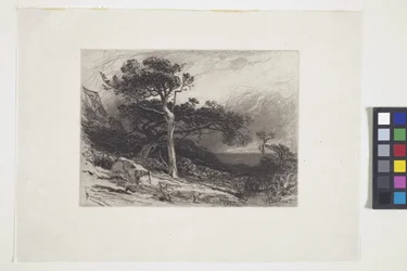 Viejos cedros, costa de Maine (tinta, pluma, lápiz)