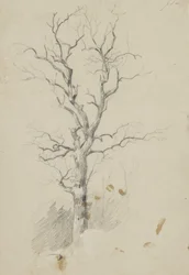 Árbol
