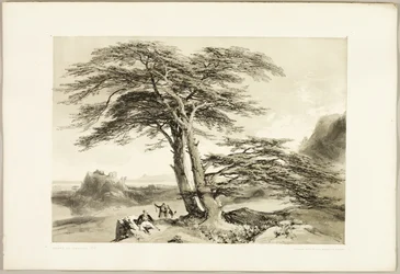 Cedros del Líbano, de El parque y el bosque