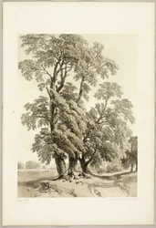 Olmo, de El parque y el bosque
