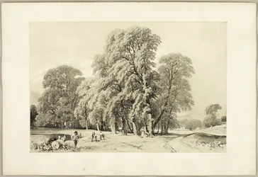 Plátanos, de El parque y el bosque