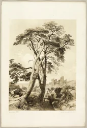 Pino escocés, del Parque y el Bosque